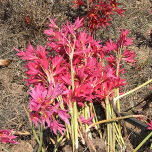 Rhodophiala Bifida Dark PINK