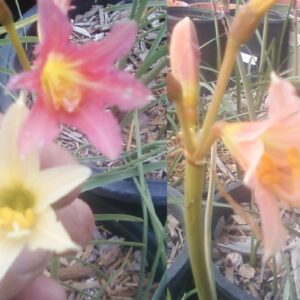 Rhodophiala Hybrids "Yellow to Orange Oxblood"