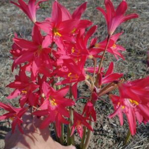 RHODOPHIALA  CHERRY CHEIF