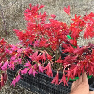 RHODOPHIALA RAINBOW 8 COLLECTION 2022