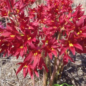 RHODOPHIALA  Dark Red