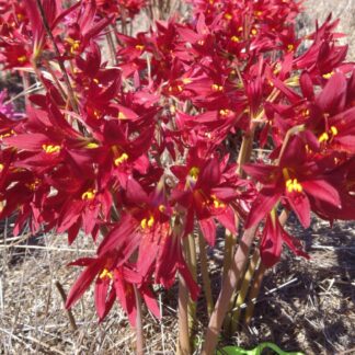 RHODOPHIALA Dark Red