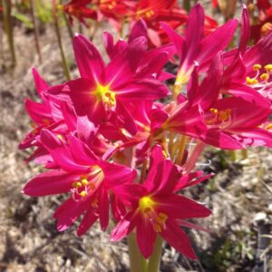 RHODOPHIALA Fuchsia
