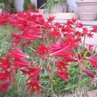Rhodophiala Bifida "Oxblood Lily"