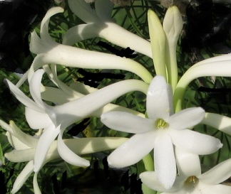 Single Polianthes Tuberosa