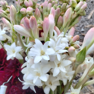 Double Polianthes Tuberosa -Jumbo