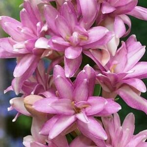 Double Pink Polianthes Tuberosa