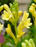 Golden Harvest Polianthes Tuberosa