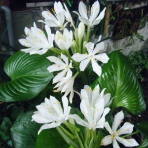 Proiphys Amboinensis