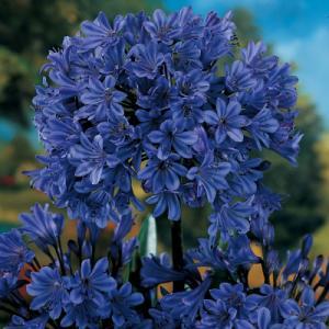 AGAPANTHUS "STORM CLOUD"