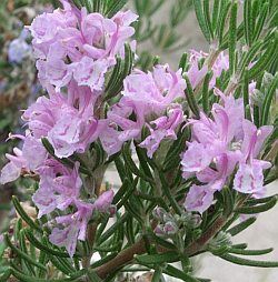 ROSEMARY MAJORCA PINK