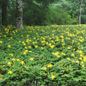 ST JOHNS WORT HYPERICUM CALYCINUM