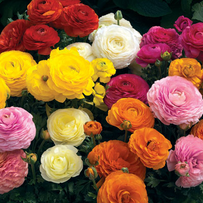 50 Double Mixed Ranunculus