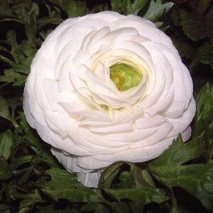 25 WHITE Ranunculus