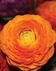 25 ORANGE Ranunculus