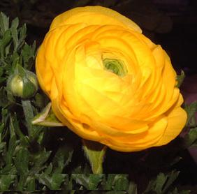 GOLD Ranunculus