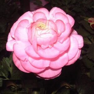 25 PINK Ranunculus