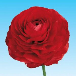 RED Ranunculus