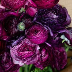25 PURPLE Ranunculus