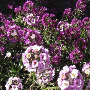 Sweet Alyssum 1 ounce