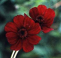 Chocolate Cosmos Atrosanguineus