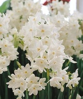 Narcissus, Scilly White Hierloom Paperwhite