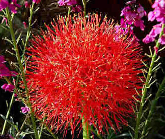Scadoxus Multiflorus "African Blood Lily"