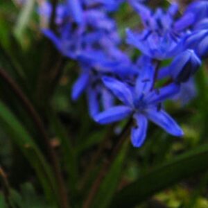 Scilla Bifolia