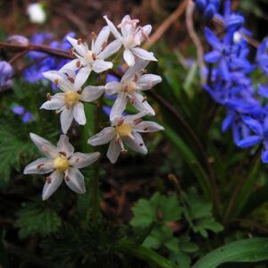 Scilla Bifolia ALBA