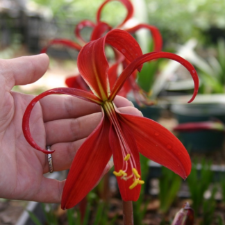 AMARYLLIS FAMILY