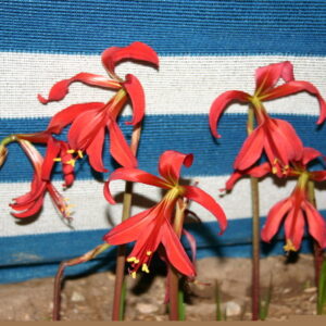SPREKELIA (MEXICAN AMARYLLIS)