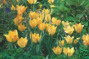 Batalinii Tulips~Bright Gem