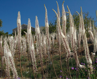 Giant Sea Squill