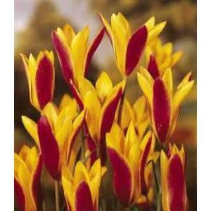 Clusiana var. Chrysantha Tulips
