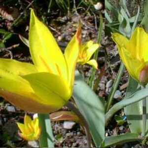 Species Tulip Kolpakowskiana