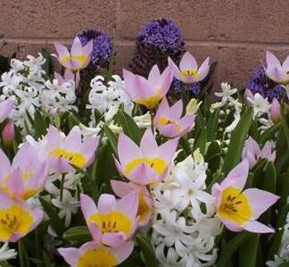Bakeri  Species Tulip  'Lilac Wonder'