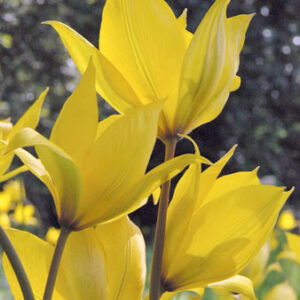 Species Tulips Sylvestris