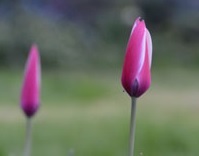 Clusiana Peppermint Stick Tulips