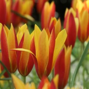 Clusiana Tubergen's Gem Tulips