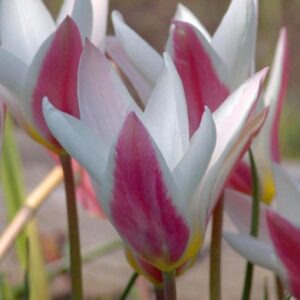 Clusiana Lady Jane Tulip