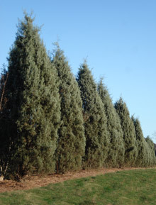 ARIZONA CYPRESS
