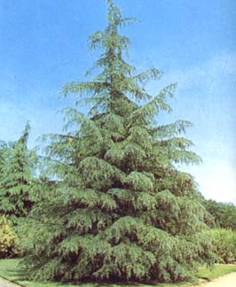 CALIFORNIA CHRISTMAS TREE
