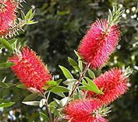 DWARF BOTTLE BRUSH