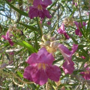 Desert Willow Purple