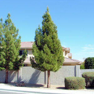 ELDARICA PINE TREE Seeds