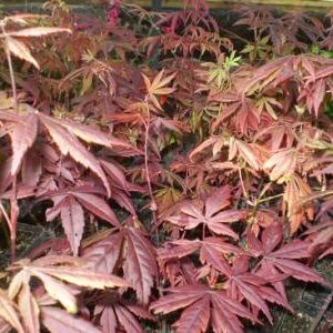 Japanese Maple BLOODGOOD Seedlings