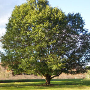 Live Oak