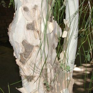 Palo Blanco Tree