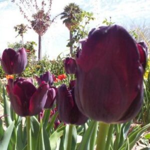 Queen of the Night Tulips