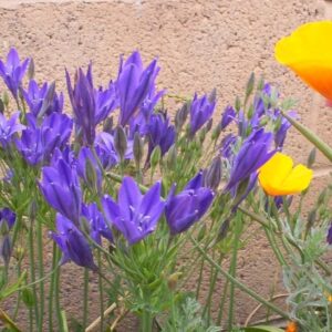 25 Triteleia Corinna